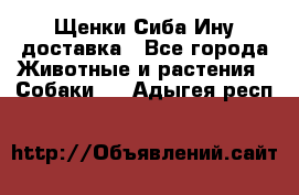 Щенки Сиба Ину доставка - Все города Животные и растения » Собаки   . Адыгея респ.